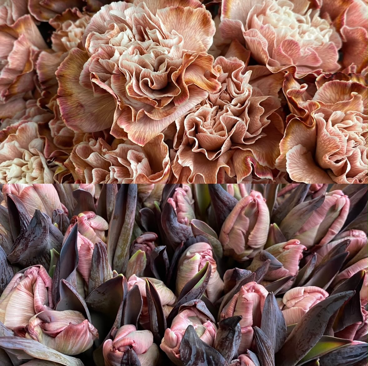 Abundo Schnittblumen