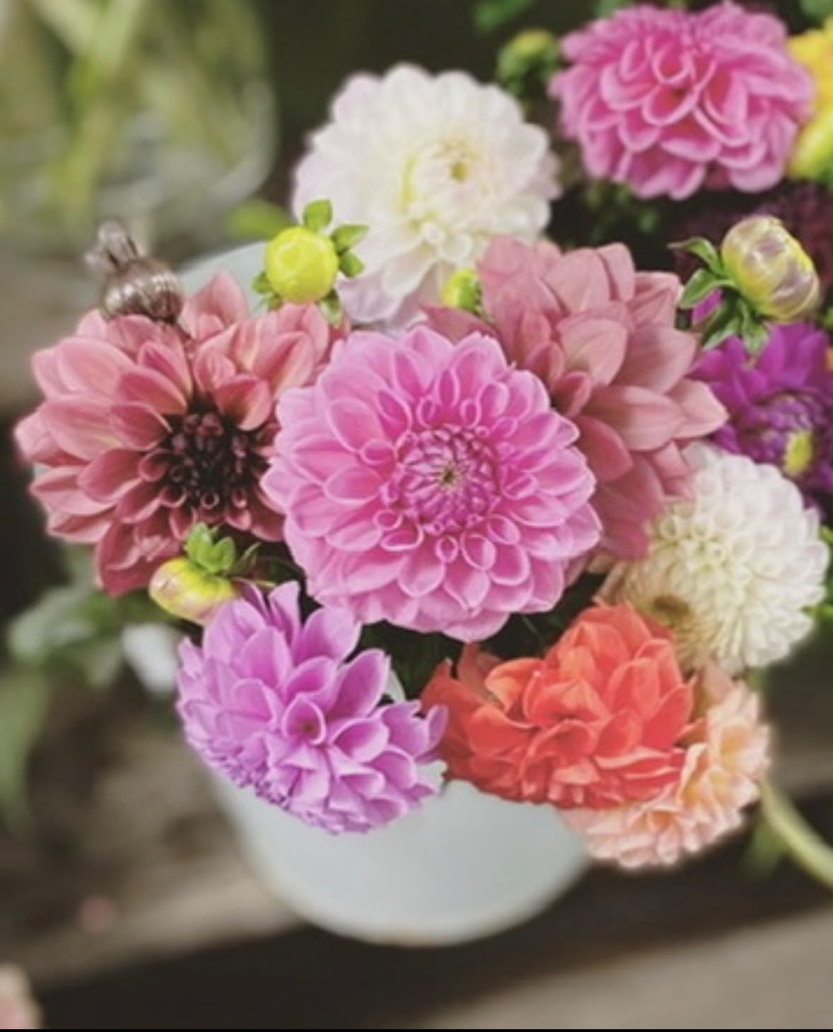Abundo Schnittblumen