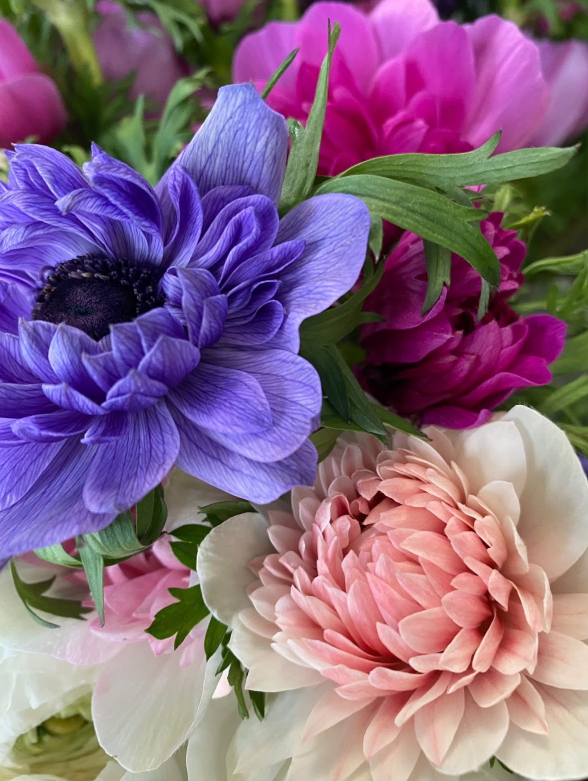 Abundo Schnittblumen