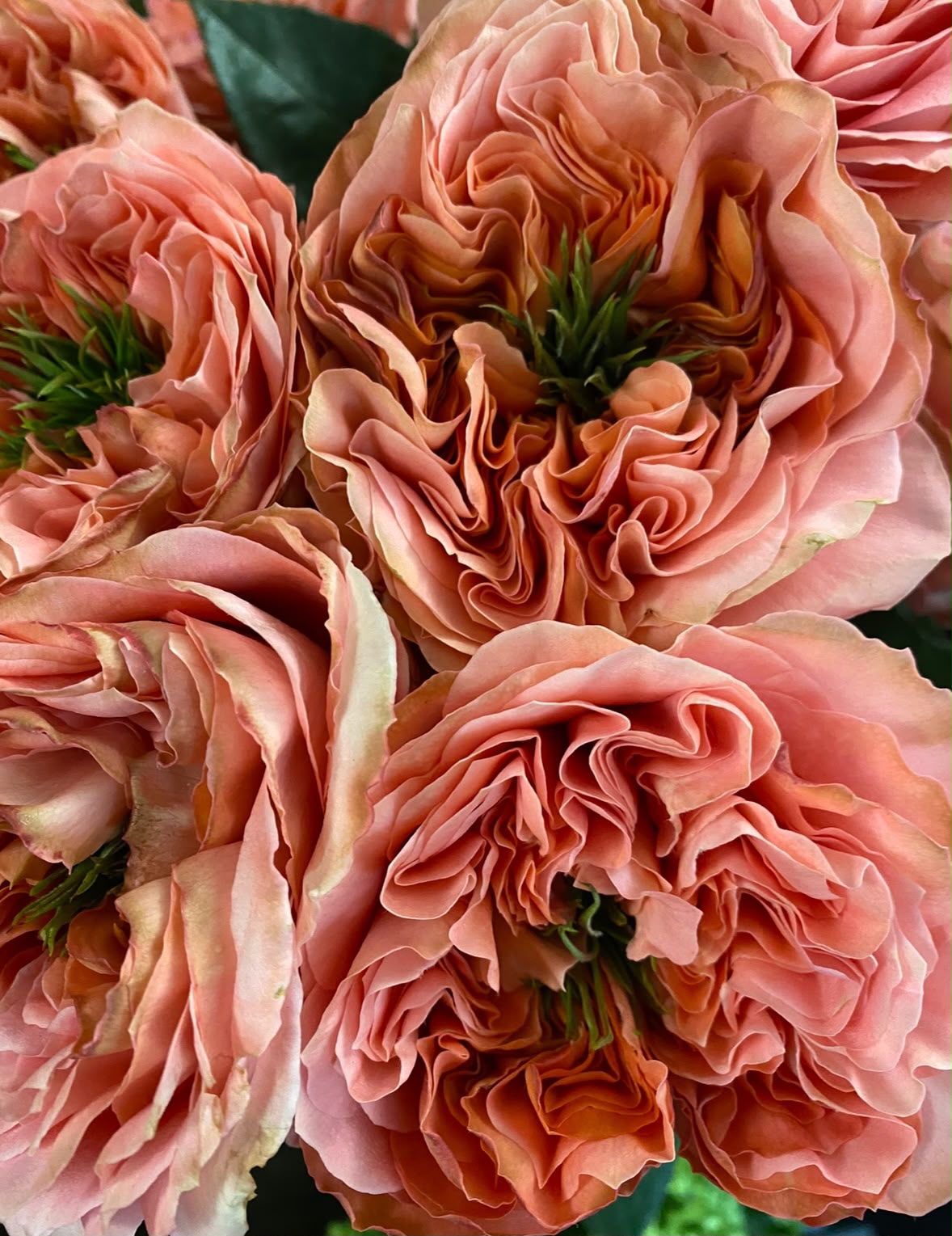 Abundo Schnittblumen